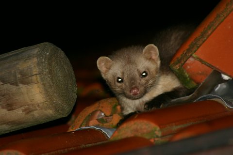 Grillen 20Garten 20Piet 20039