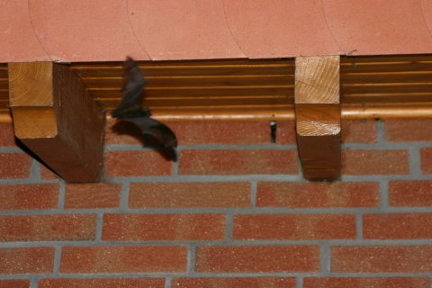 Pfingsten 202006 20173