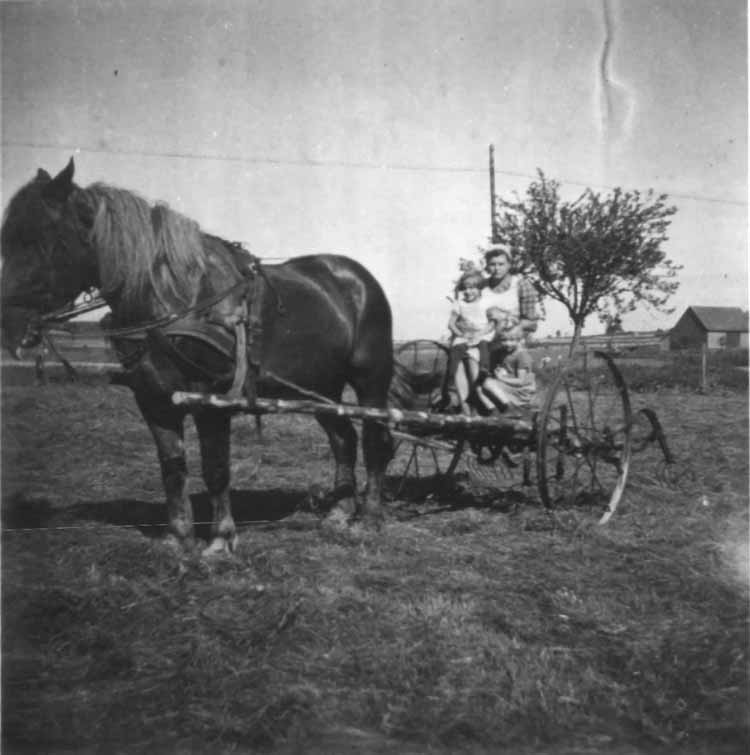 FotoPferdLandwirtschaft40erAltenstaedtBearbeitet