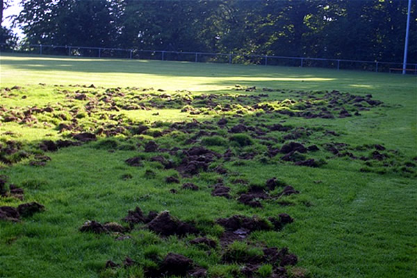 Wildschweine 001