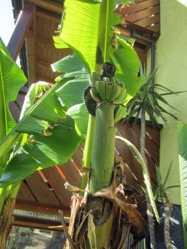 IMG 1797 banane