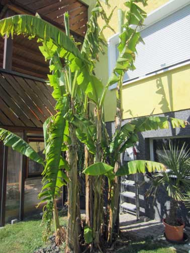 IMG 1800 banane