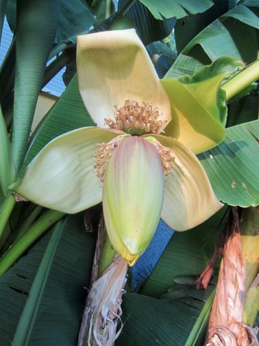 IMG 2019 banane