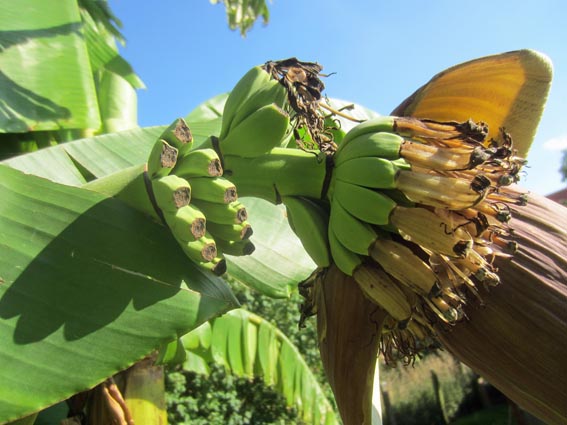 IMG 2110 banana