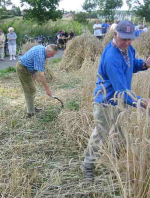 db Kornernte020805tNET1