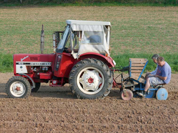 Kartoffelpflanzen DSCN0367