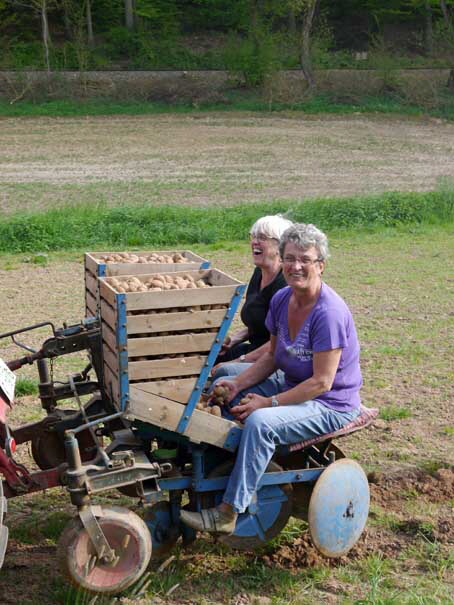 Kartoffelpflanzen DSCN0679