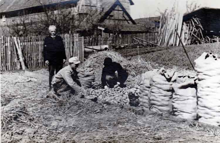 Kartoffeln1948