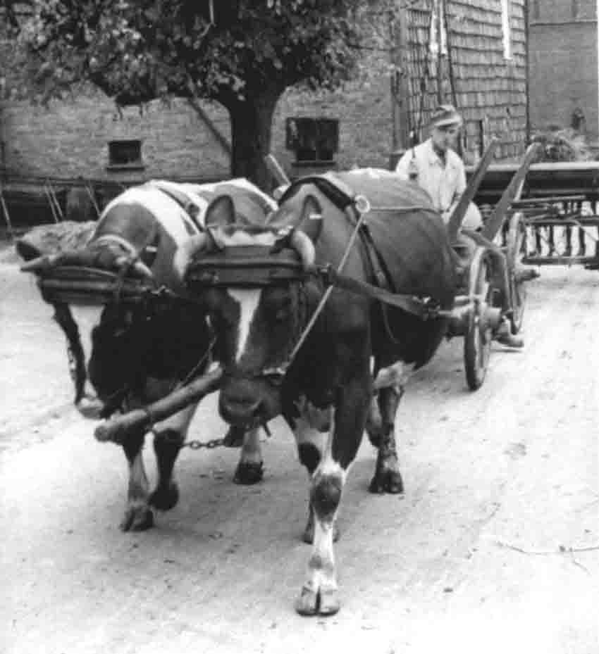 KuggespannSaehmaschineNET