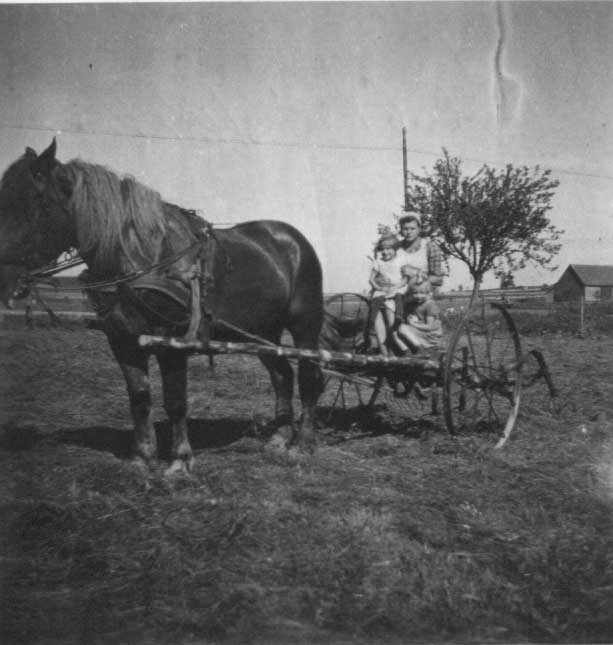 WeisshauptPferdHeuNET