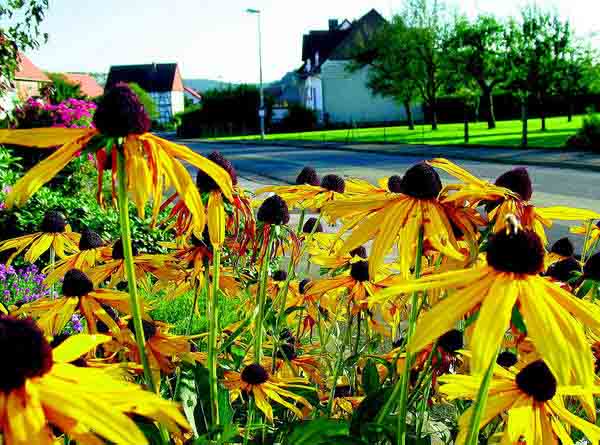 142052181 80581 onlinebild